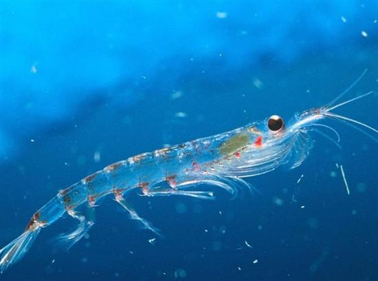 南极磷虾 科学网 资料图