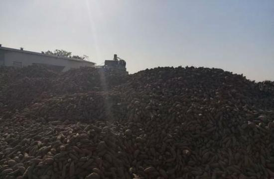 堆积如山的山芋。安徽网 图