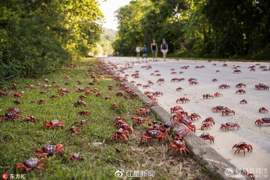 红蟹大迁移 图据网络