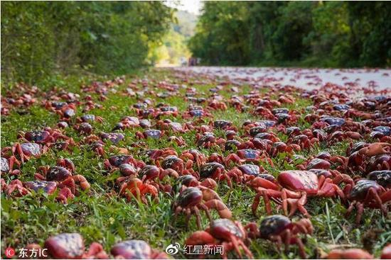 圣诞岛迎来了一年一度的红蟹大迁徙 图据网络