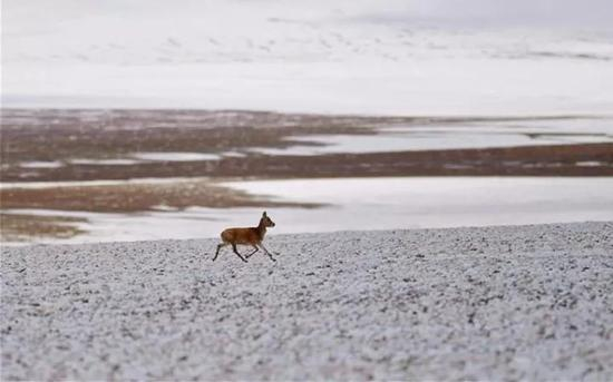 ▲&nbsp;这是羌塘自然保护区安多县境内的小藏原羚（6月23日摄）