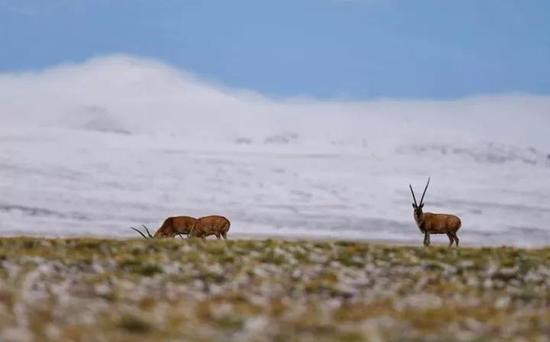 ▲&nbsp;这是羌塘自然保护区安多县境内的藏羚羊（6月23日摄）