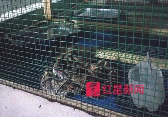 笼中的异蛇 &nbsp; &nbsp;图片来源：红星新闻