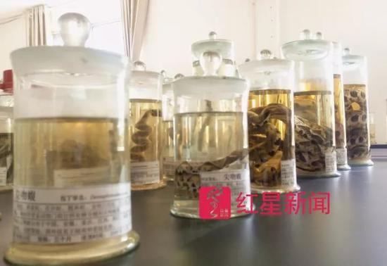 尖吻蝮蛇从幼蛇到成蛇的标本 &nbsp;&nbsp;图片来源：红星新闻