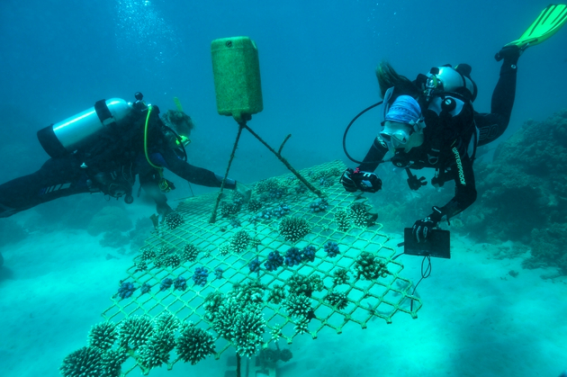 　　海洋科学家、2019年劳力士雄才伟略大奖得主爱玛•甘普（Emma Camp）致力于保护澳大利亚大堡礁的珊瑚礁。©Rolex