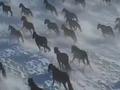 新疆昭苏雪地万马奔腾 美女副县长飒爽策马宣传旅游