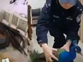 居民家中飞入孔雀 网友:这家人可以买彩票了