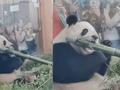 大熊猫努力啃竹子,发现咬不动顿时满脸疑惑:这是什么千年老竹?