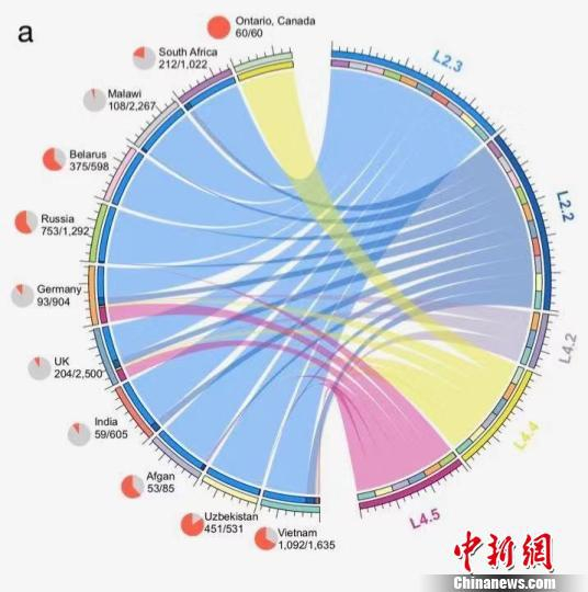 中国“本土亚型”结核菌株的全球播散示意图。　研究报告图片　摄