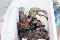 女子网购保健品收到死鳄鱼和蜥蜴 有腐烂气味(图)