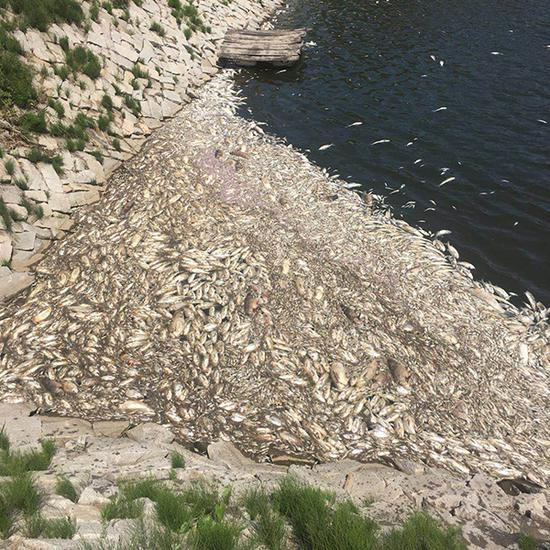 疑似被投毒后，韩家的鱼塘每天都会有一大批鱼死亡。 本文图片均为韩伟供图