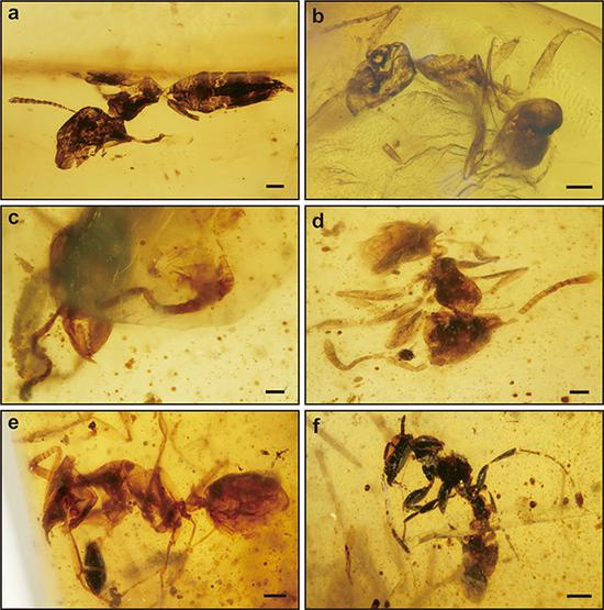 提林琥珀中各类蚂蚁 受访者供图