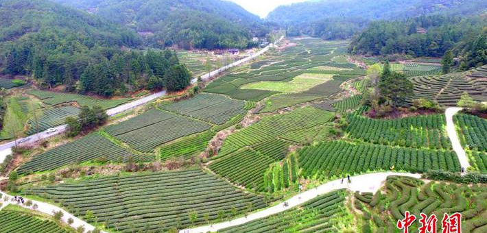探访武夷山燕子窠生态茶园
