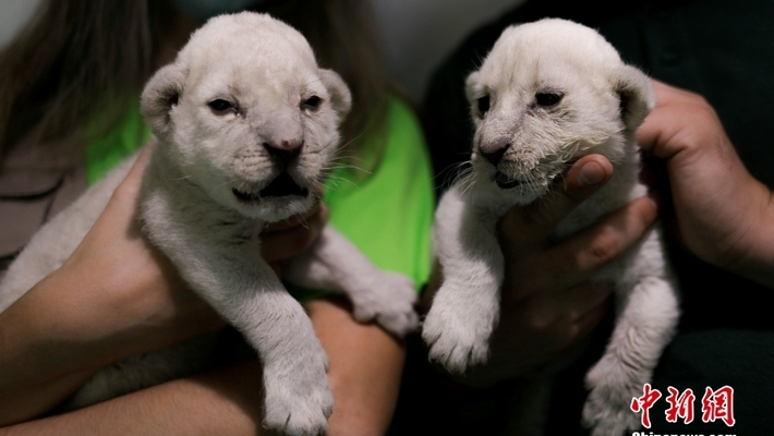 西班牙动物保护区非洲白狮宝宝亮相
