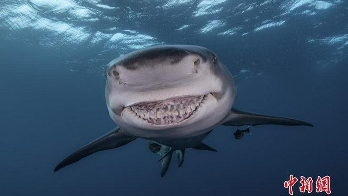 摄影师抓拍鲨鱼对镜头露齿微笑画面