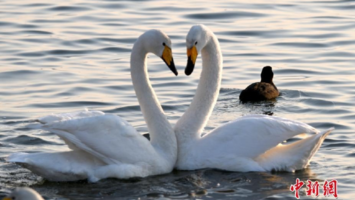 大天鹅在山东荣成城市樱花湖相依相恋