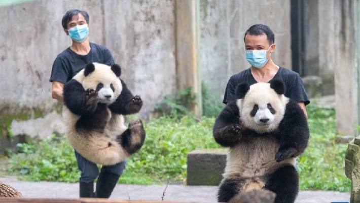 重庆动物园六只大熊猫集体过生日