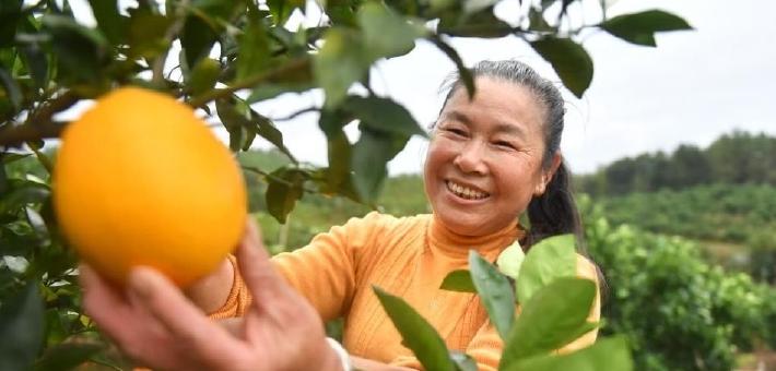 江西信丰：脐橙进入收获季
