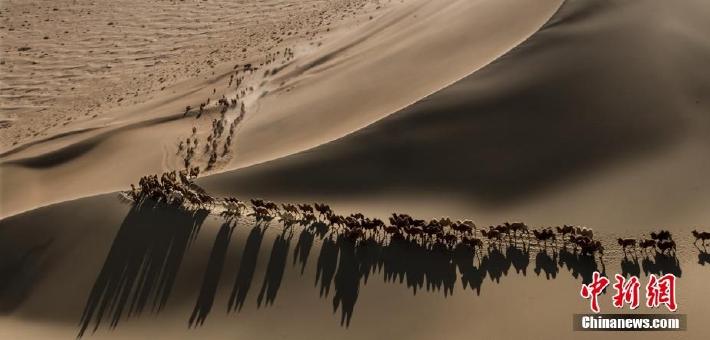 航拍巴丹吉林沙漠骆驼冬日转场