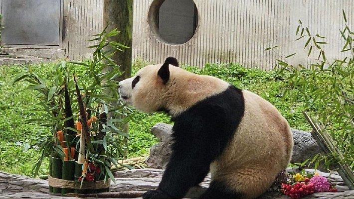 大熊猫“福宝”与公众见面