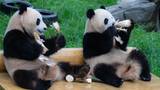 大熊猫“渝可渝爱”围坐吃大餐休闲度日