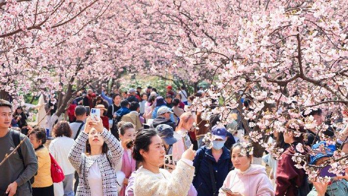 各地繁花盛放 掀起春日赏花热潮