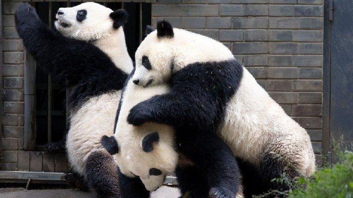 大熊猫玩“叠叠乐”萌态十足