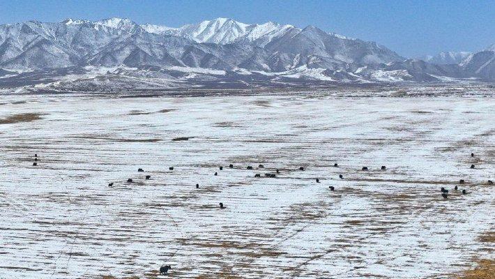 甘肃张掖五月飞雪 祁连山北麓银装素裹