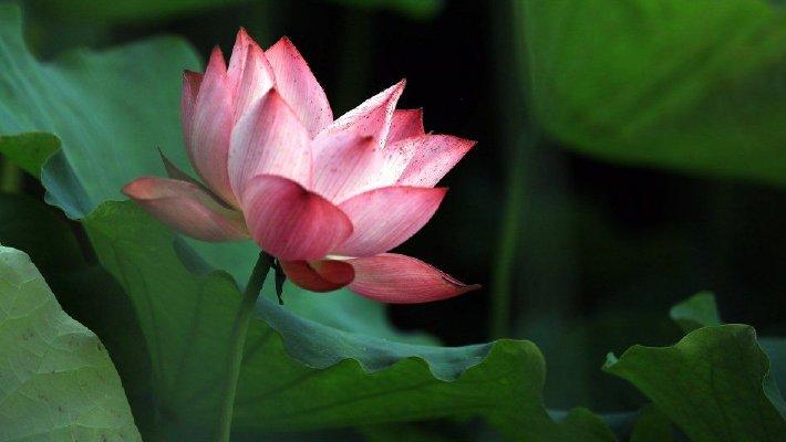 江苏淮安：清晏园荷花初绽
