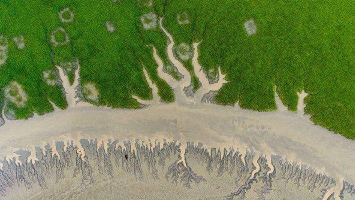 钱塘江滩涂"潮汐树"虬枝纵横