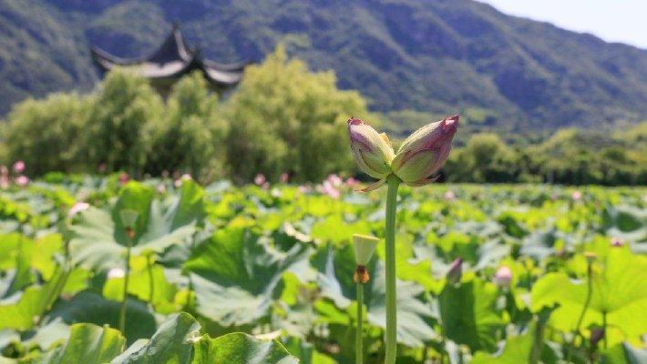 浙江金华：并蒂莲含苞待放