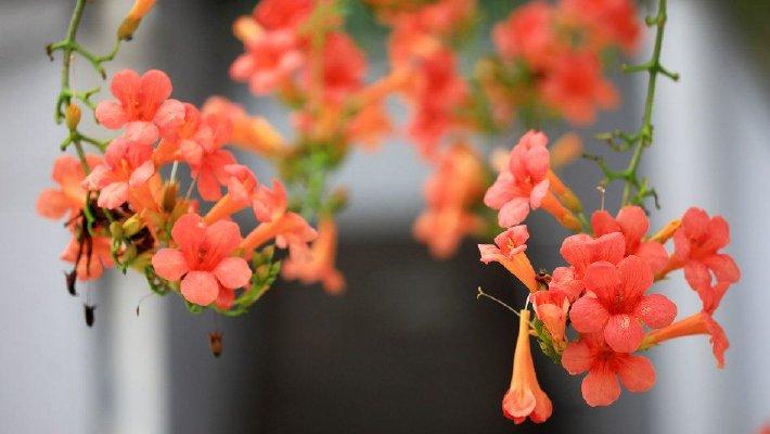 江苏淮安：凌霄花开满枝头