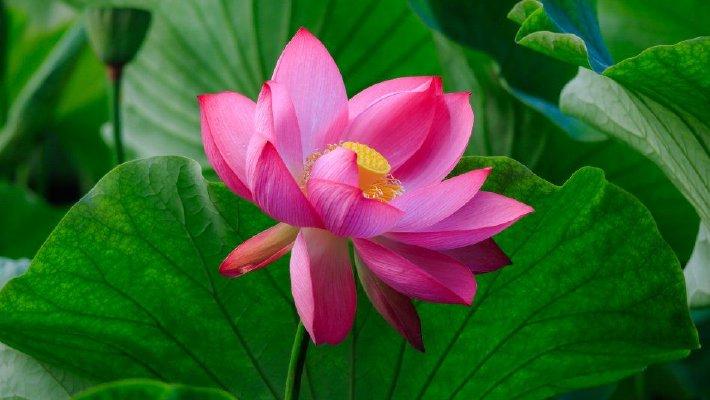 昆明大观楼荷塘粉花绿叶“壁纸”上新
