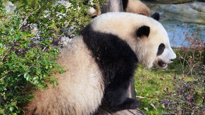 成都：大熊猫玩耍显萌态