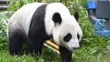 莫斯科动物园为大熊猫庆生