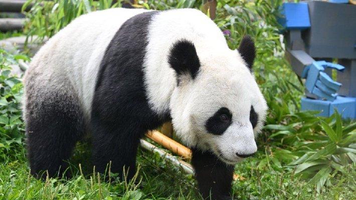 莫斯科动物园为大熊猫庆生