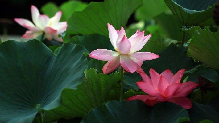 江苏淮安：立秋清晏园荷花绽放亭亭玉立