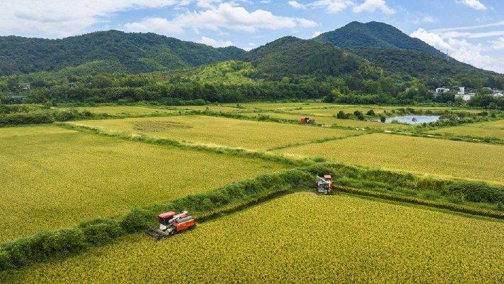 安徽芜湖：农民驾驶收割机抢收再生稻