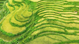 梯田层层叠叠宛若抹茶千层
