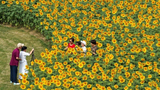 南京：江心洲向日葵花开金灿灿