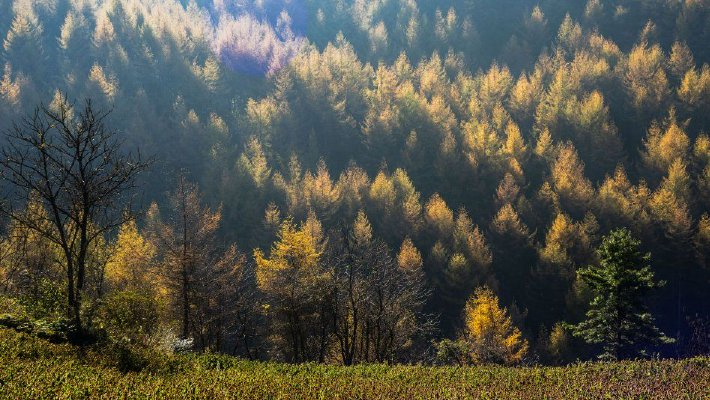 湖北恩施：鄂西林海秋色无边