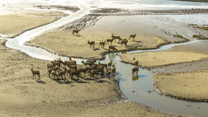成群麋鹿栖息条子泥湿地