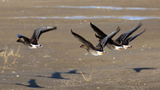 北戴河大潮坪湿地成群豆雁翩翩飞舞