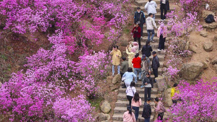 南通：春雨润桃花娇艳欲滴