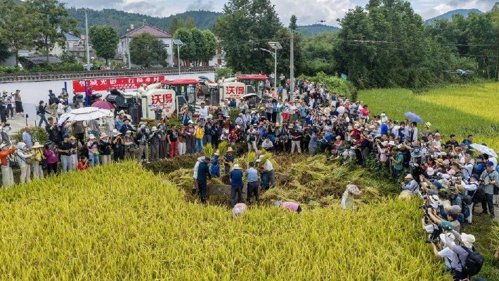 安徽旌德：万亩梯田开镰