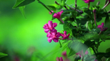 江苏淮安：紫茉莉绽放