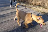 两男子为拽爱犬上岸乘船下河 船翻落水一人身亡