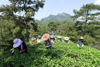 英媒:高档茶热销改变武夷茶农命运 年收入近800万