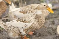 29岁小伙吃完一只800多元土鸭后 直接进了医院