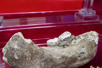 16万年前古人类的牙齿长啥样?戳图了解一下